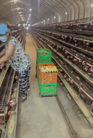 Cages à poules pondeuses de type A galvanisées à chaud, 4 niveaux, 4 portes, cages à poules pondeuses en batterie avec système d'abreuvement automatique