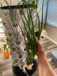 CHANGTIAN indoor giardino idroponico soluzione nutritiva idroponica tavolo liquido sistema idroponico per azienda agricola - Product Image 4