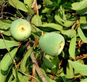 Bi Li fournisseur d'herbe en ligne nouvelle herbe aux fruits grimpante figue rampante Ficus pumila fruits secs à vendre - Product Image 6