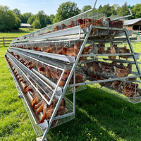 Cage à poules pondeuses galvanisée à 3 niveaux et 5 portes, ou à 4 niveaux et 5 portes, pour la production d'œufs, à vendre