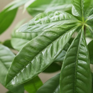 Mini Planta Artificial de Pachira Aquatica en Maceta, Árbol del <span class=keywords><strong>Dinero</strong></span> Verde Realista con Maceta Blanca para Decoración de Oficina, Hogar y Mesa, Venta al por Mayor - Product Image 3