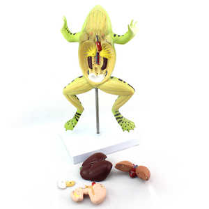 Modello Anatomico di Rana, Modello Biologico di Organi e Tessuti, Esemplari Animali per Scopi Medici - Product Image 4