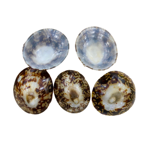 Conchas marinas pulidas, Lapa, concha de caracol, tamaño 5-7cm, disponible en stock, lapas pulidas, Concha artesanal para Festival - Product Image 2