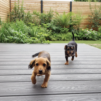 146*24mm haute résistance Installation facile WPC Grain de bois extérieur Decking