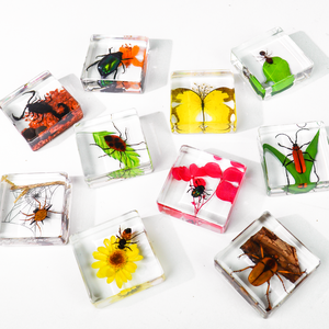 <span class=keywords><strong>Taxidermie</strong></span> en résine : Papillons et insectes réels en résine, micro-scènes et spécimens animaux en résine - Product Image 2