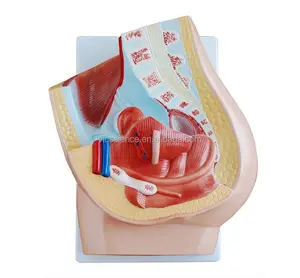 Modelo de bexiga urinária masculina, modelo anatômico médico com seção coronal de próstata, modelo de educação científica