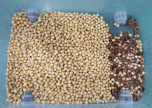 מכונת סורטר צבע עבור קשיו פיסטוקים אגוזי חומוס שעועית שקדים ארקה שקדים ארקה בטל-צילום טכנולוגיית עיבוד שבבי - Product Image 5