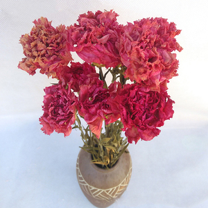 Otras flores y plantas decorativas Venta al por mayor Decoración de la boda Flores secas Prensadas Clavel seco natural real - Product Image 5