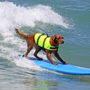 Gilet de sauvetage haute visibilité pour chien avec poignée et bandes réfléchissantes, gilet de sécurité réglable pour la natation des animaux de compagnie, pour chiens de petite, moyenne et grande taille - Product Image 6
