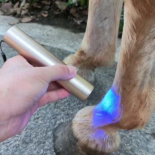 Dispositif de thérapie vétérinaire à lumière rouge pour chevaux lumière bleue proche thérapie de la douleur infrarouge torche corporelle