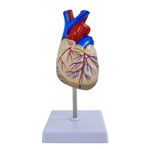Modelo de corazón transparente natural y grande; modelo anatómico de corazón humano estándar; ultrasonido/doppler color desmontable para - Product Image 1