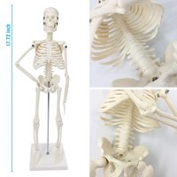 Modèle de squelette humain miniature de 45 cm, modèle de structure osseuse du corps entier avec support métallique, base blanche pour salle de classe de biologie