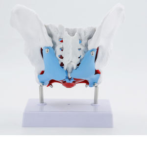 Insan anatomik tıbbi bilim kadın pelvik modeli kadın Genital Organ modeli ile zemin kas - Product Image 4