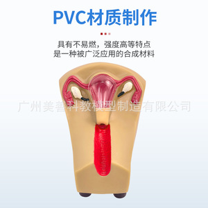Enseñanza de la anatomía reproductiva femenina: cervix, útero, vagina y ovarios; orientación sobre la anticoncepción intrauterina; planificación familiar - Product Image 2