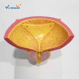 Fournisseur direct d'usine de modèles anatomiques de la vessie et de la prostate en PVC écologique. - Product Image 3