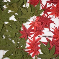 Feuilles d'érable séchées naturelles pressées, colorées, rouges et vertes, pour la résine, l'art, le bricolage, les bijoux, les cartes
