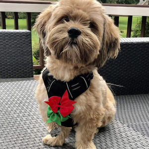 HipGirl Lazos para <span class=keywords><strong>el</strong></span> pelo de perro - 8 unidades, 3 pulgadas, pinzas pequeñas para <span class=keywords><strong>el</strong></span> pelo de perro para peluquería, accesorios de peinado con pinza de cocodrilo para razas medianas y pequeñas - Product Image 4