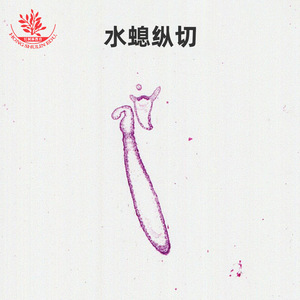 Hydra specimen slides, typical learning materials for coelenterates, <b>microscopic</b> observation, synchronized with the - Product Image 1