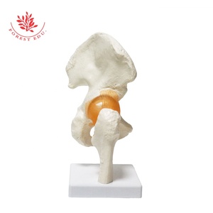 Ligamento principal de función de cadera, modelo de cadera humana, estándar médico - Product Image 3