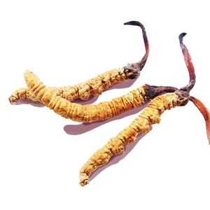 Estratto di GANOHERB Extraits de Plantes Cordyceps Sinensis estratto di sistema immunitario organico potenziatore integratori - Product Image 4