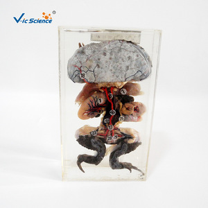 vic43002 Spécimen de dissection et de conservation de grenouille, Aide pédagogique pour la biologie animale, Restauration et entretien des spécimens - Product Image 4