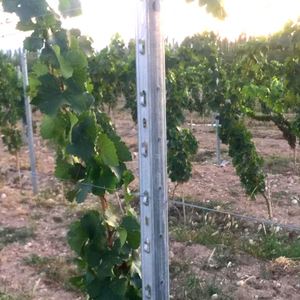 Pali per Vigneto/ Pali Metallici per Vigneti per l'Italia - Product Image 3