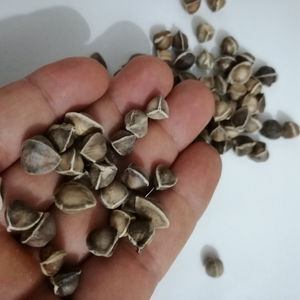 <span class=keywords><strong>La</strong></span> <span class=keywords><strong>mu</strong></span> zi indiani nuovi semi crudi di Moringa graine Moringa oleifera - Product Image 4