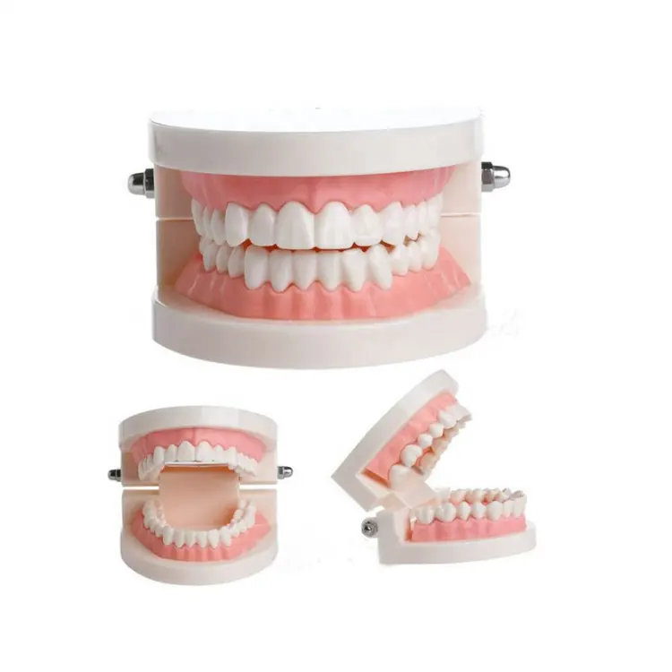 Dental Teeth Model Life Size Removable Oral Health Care For Kids Dental Teaching Model Upper Lower Jaw Educational Supplies