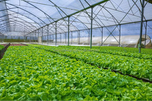 <strong>Etfe</strong> <strong>Greenhouse</strong> Film Using for High Quality Plastic <strong>Greenhouse</strong> - Product Image 2