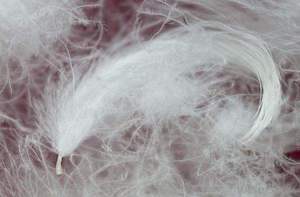 Giá bán buôn mềm trắng vịt xuống lông rửa sạch mô hình cho mềm mại và thoải mái gối và chăn Điền - Product Image 4