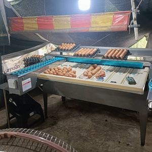 Máquina Clasificadora y Calibradora de Huevos de Aves de Corral de Grado de Exportación JantaFarm, 4500 Huevos por Hora, Acero Inoxidable, Automática - Product Image 5
