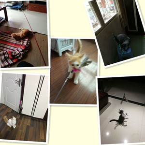 Feder Interaktive <span class=keywords><strong>Catcher</strong></span> <span class=keywords><strong>Teaser</strong></span> Katze Spielzeug Interaktive Katze Zauberstab - Product Image 6