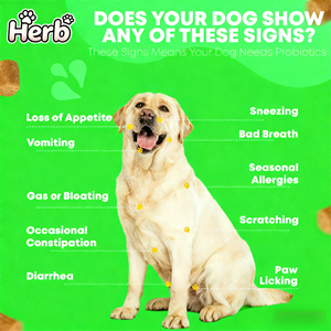Probióticos para Perros con Prebióticos, Marca Privada OEM ODM, Promueve un Microbioma Intestinal Equilibrado, Refuerza la Salud Inmunológica, Masticables Blandos - Product Image 5