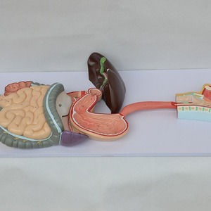 Modèles anatomiques du système digestif humain en gros, à l'échelle 1:1, représentant la voie digestive naturelle (estomac, nez, pharynx, intestin gros), etc. - Product Image 2