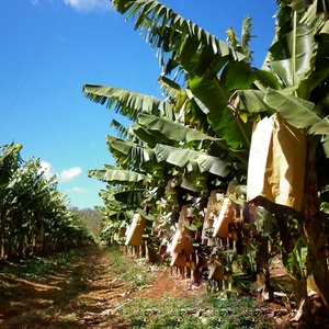 <span class=keywords><strong>Sac</strong></span> en papier pour bananes pour la protection des fruits en culture, exporté vers l'Amérique centrale - Product Image 2