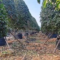 HOKBG PP tenun UV dilindungi plastik poli tumbuh pembibitan tas tanaman kentang tas tanaman untuk taman rumah