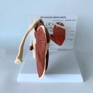 Modelo de banda escapular esquelética humana y músculo clavicular - Product Image 2