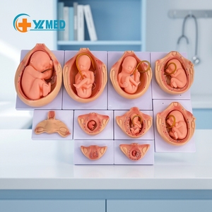 Modelo de <span class=keywords><strong>Desarrollo</strong></span> Fetal de Bebé a Tamaño Real, Modelo Anatómico Médico <span class=keywords><strong>del</strong></span> <span class=keywords><strong>Embarazo</strong></span>, Modelo de <span class=keywords><strong>Desarrollo</strong></span> Embrionario para Enseñanza, 10 Piezas de Herramientas - Product Image 1