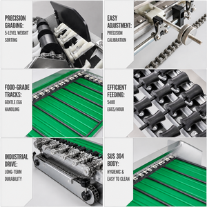 Machine de tri et de calibrage des œufs à haute efficacité, classificatrice d'œufs par poids - Product Image 5