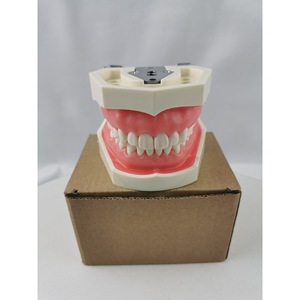 Modelo de dentadura postiza Heidefee M8011, 28 dientes, encías blandas, modelo de enseñanza para uso doméstico - Product Image 5