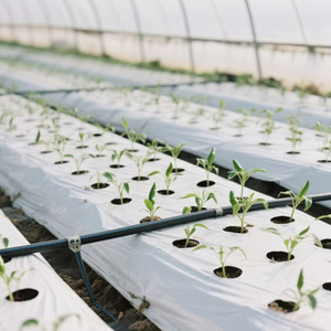 Pellicola Pacciamante in Plastica Argento-Nera Anti-Erbacce per Coltivazioni di Fragole e Cipolle - Product Image 4