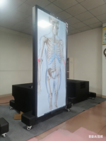 Cuerpo Humano 3D de Alta Resolución, Anatomía Virtual, Digihuman, Mesa de Disección Virtual