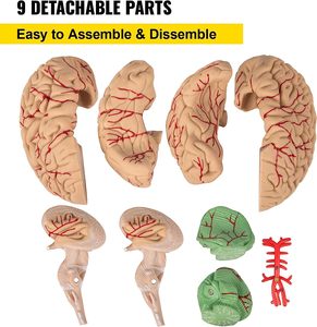 人間の脳モデル解剖学9-脳の等身大のパートモデル人間の解剖学的モデルディスプレイベースカラーコード化されたArteryBrain - Product Image 2