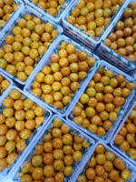 Mandarine Orange Tangerine Segar