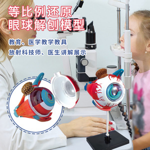 Modèle d'anatomie de l'œil 4D Tengxin, jouet éducatif détachable à monter soi-même pour adolescents, enseignement des sciences médicales - Product Image 2
