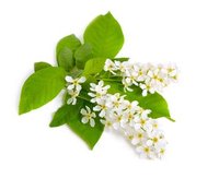 Extrait de quercétine 98% Sophora Japonica, qualité alimentaire naturelle pure