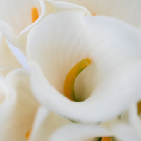 Bouquet de 10 lys calla artificiels blancs, toucher réel, latex, fleurs artificielles pour mariage, lys calla pour décoration de mariage