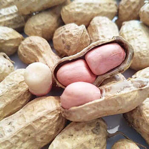 Cacahuetes Naturales Premium, Grado Comercial, Tostados, Crudos, para Venta al por Mayor en el Mercado Internacional - Product Image 3