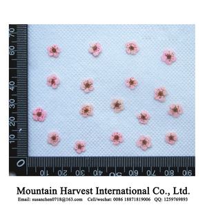 Fiori Pressati Essiccati Veri, Narcisi / Giacinti d'Acqua - Product Image 6