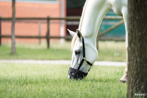 قناع فم الحصان المتين مع تصميم شبكي قابل للتنفس ، أحزمة قابلة للتعديل ، كمامة خيول مضادة للعض للاستخدام المستقر والخارجي - Product Image 4